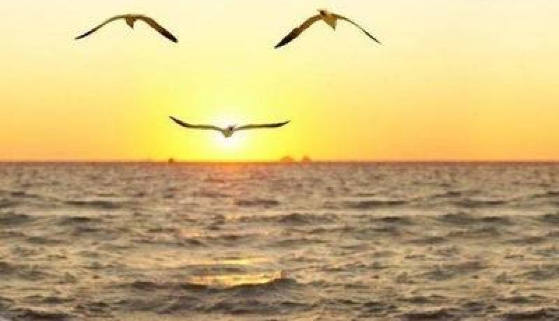 معكم إلى برّ الأمان