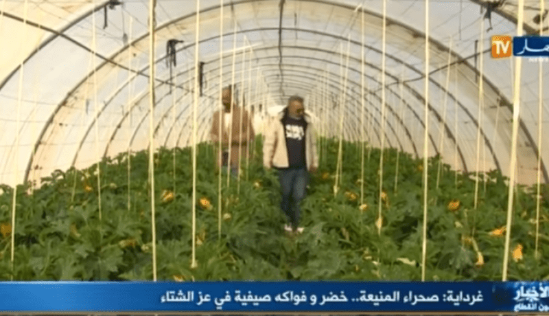 بالفيديو .. منتوجات فلاحية صيفية في عز الشتاء بالمنيعة