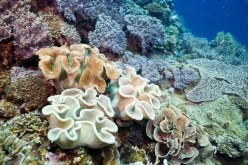 توقيف خمسة أشخاص متلبسين بمحاولة الصيد المحظور للمرجان بالطارف