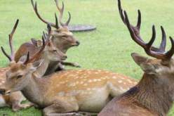 التوانسة يبيدون الآيل البربري الجزائري على الحدود بالطارف