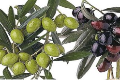 غرس أكثر من 380 هكتار من أشجار الزيتون بولاية الأغواط