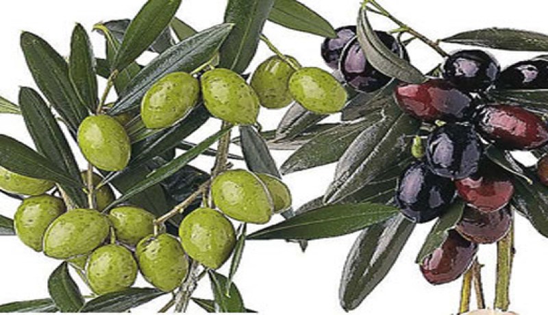 غرس أكثر من 380 هكتار من أشجار الزيتون بولاية الأغواط