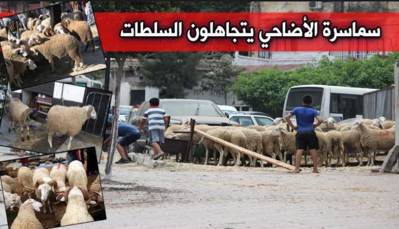بالصور- موّالون يتحدون الحكومة!