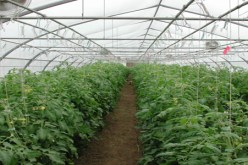 أكثر من 6 هكتارات من الزراعة المحمية بتندوف