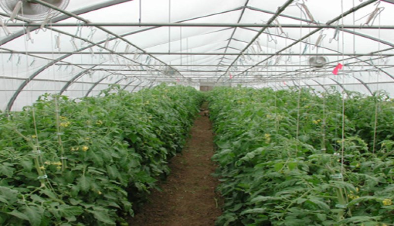 أكثر من 6 هكتارات من الزراعة المحمية بتندوف