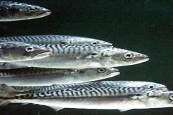 زيت السمك يكافح الشيخوخة ويطيل العمر