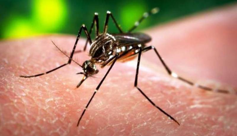 احذروا المسافرين المتبرعين بالدّم.. وحشرة زيكا موجودة بالجزائر