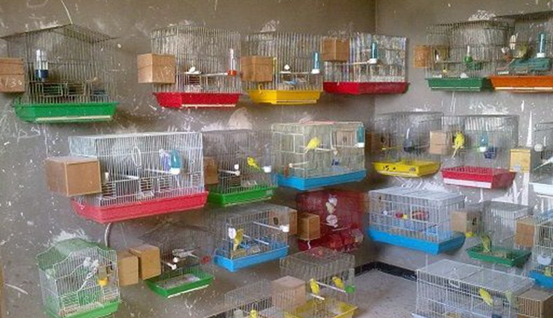 بائع عصافير يذبح والدته وشقيقته في شلالة العذاورة بالمدية