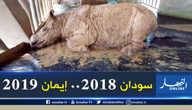 السرطان يقضي على “إيمان” آخر إناث وحيد القرن السوماطري