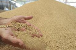  آليات عملياتية جديدة لضبط استيراد القمح