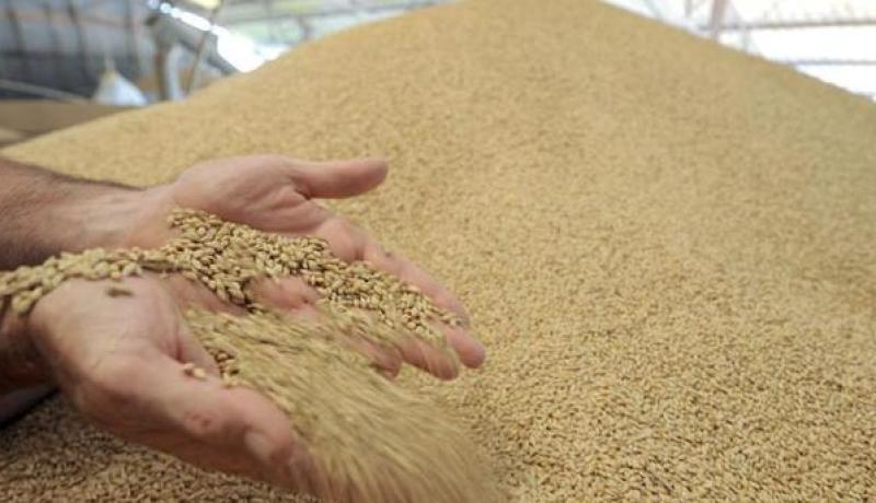  آليات عملياتية جديدة لضبط استيراد القمح
