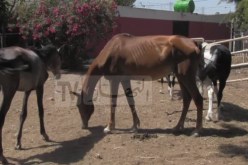 خيول أصيلة مهددة بالإنقراض لغياب العلف والأدوية بوهران