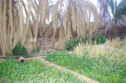 هكذا سيتم التنازل عن أراضي الدولة مستقبلا