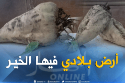 بالصور.. حبات الشمندرالأحمر “البطراف” تزن أزيد من 5 كلغ بالوادي