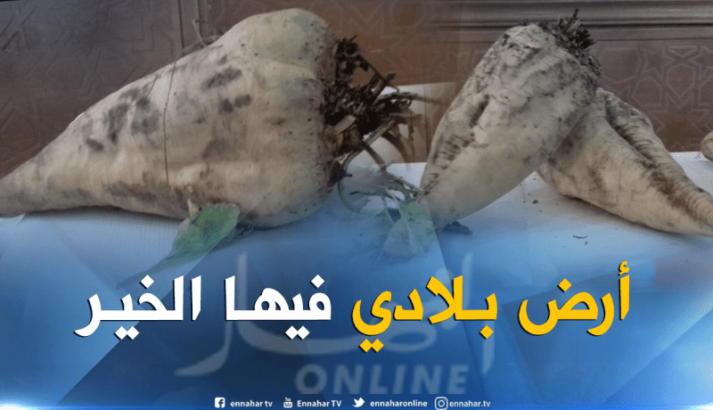 بالصور.. حبات الشمندرالأحمر “البطراف” تزن أزيد من 5 كلغ بالوادي