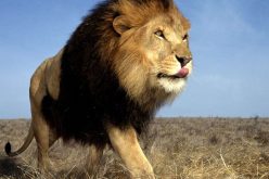 أسد يركض خلفي… هي مظلمة في ذمّتك