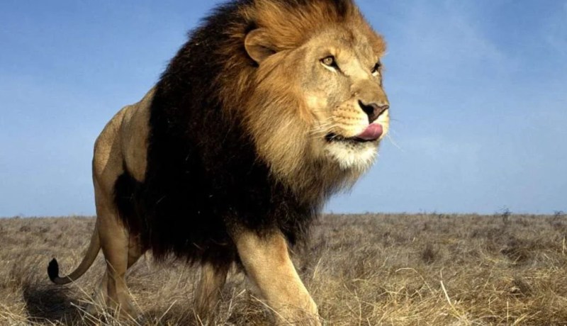 أسد يركض خلفي… هي مظلمة في ذمّتك