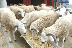 تصنيع لقاح الحمى القلاعية بمخابر فرنسية