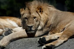 اصابة 4 أسود بفيروس كورونا باسبانيا