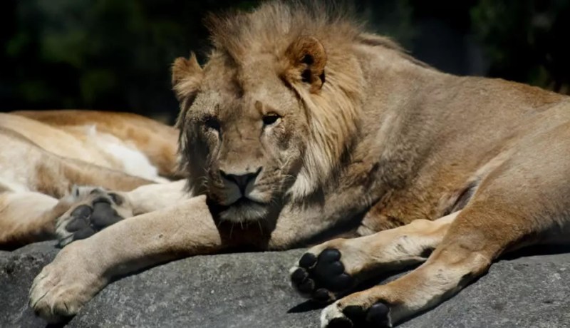 اصابة 4 أسود بفيروس كورونا باسبانيا