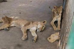 بالفيديو.. “النهار” تكشف حقيقة الصورة المتداولة لأسد ولبؤتين بحالة مزرية في حديقة الحيوانات لوهران