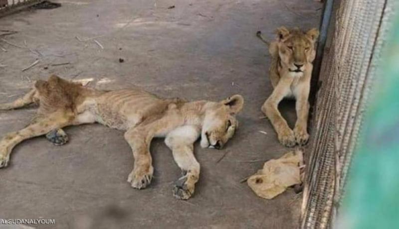 بالفيديو.. “النهار” تكشف حقيقة الصورة المتداولة لأسد ولبؤتين بحالة مزرية في حديقة الحيوانات لوهران