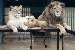 بالصور.. حديقة التجارب بالحامة تتدعم بميلاد 3 أشبال