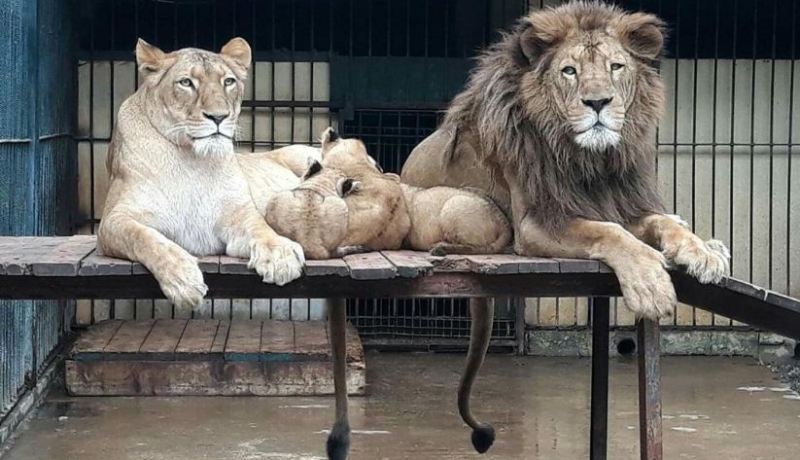 بالصور.. حديقة التجارب بالحامة تتدعم بميلاد 3 أشبال