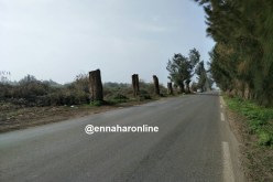 مجهولون يقطعون أشجار عملاقة بوهران بسبب إزعاجها لمؤسسة “sntf”
