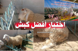 مسابقة لإختيار أفضل كبش سلالة أولاد جلال ببسكرة