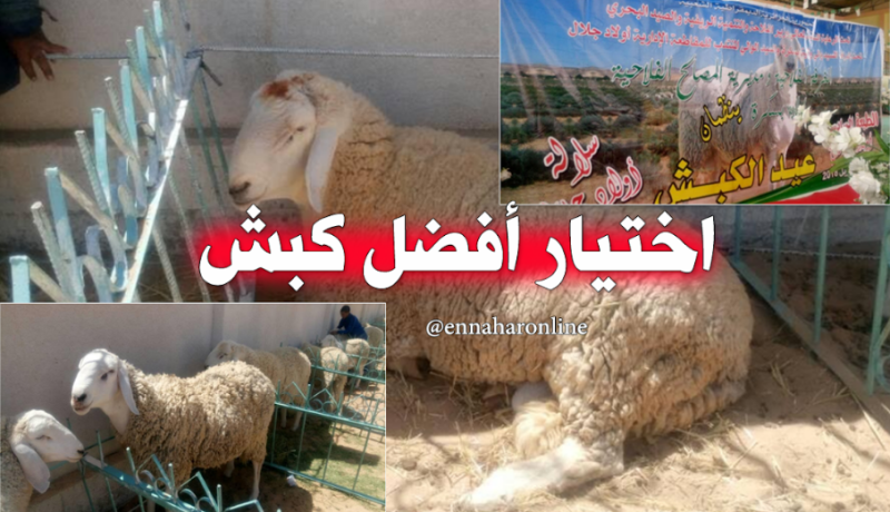 مسابقة لإختيار أفضل كبش سلالة أولاد جلال ببسكرة