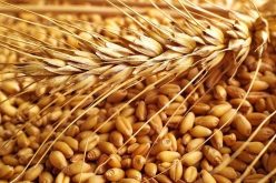 ضبط 370 قنطار من القمح اللين بمهدية في تيارت