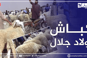 تعرفوا على مواصفات كباش اولاد جلال