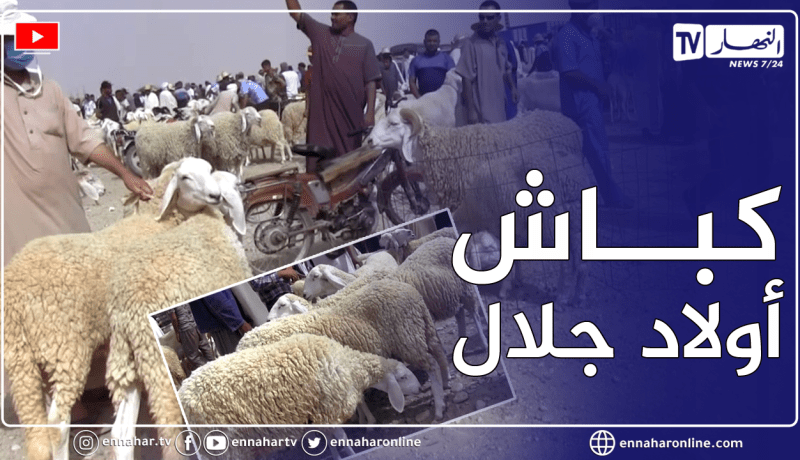 تعرفوا على مواصفات كباش اولاد جلال