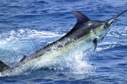 الإنطلاق في صيد سمك أبو سيف الطويل الفاتح من جانفي 2019