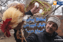 إقبال كبير على “جاج عرب” إحتفالا بيناير في المدية