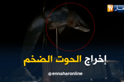 لحظة نقل الحوت النافق ببولوغين في العاصمة