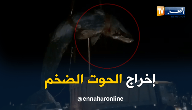 لحظة نقل الحوت النافق ببولوغين في العاصمة