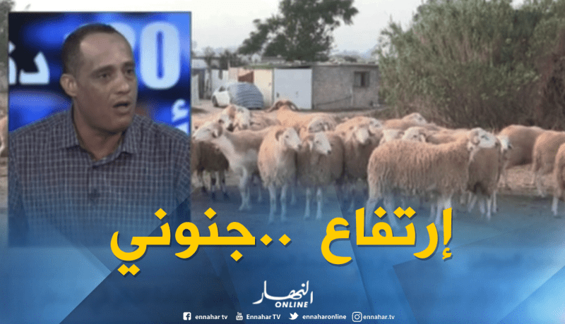 أسعارمعقولة للخرفان خارج المواسم…وإرتفاع جنوني قبل العيد