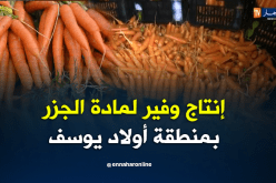 إنتاج وفير لمادة الجزر بمنطقة أولاد يوسف في سعيدة