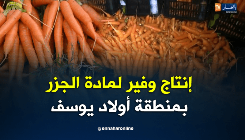 إنتاج وفير لمادة الجزر بمنطقة أولاد يوسف في سعيدة