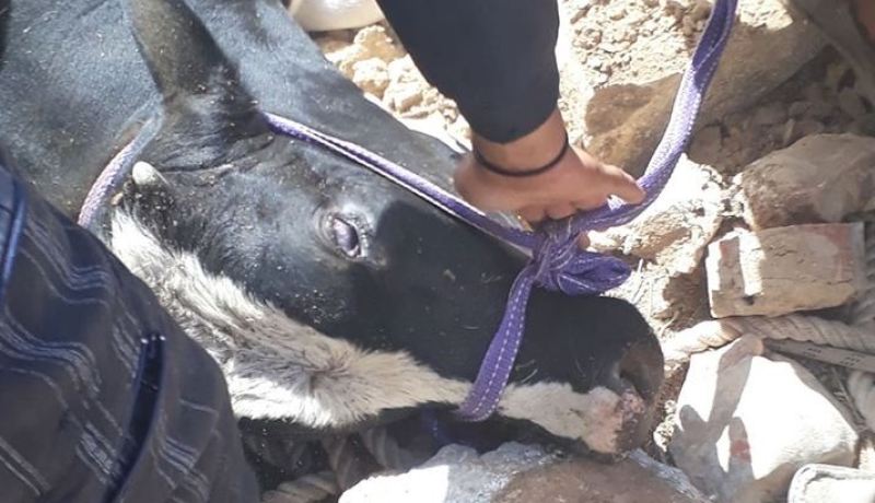 بالصور.. إنقاذ عجل سقط داخل بئر عمقه يفوق 6 أمتار في سعيدة