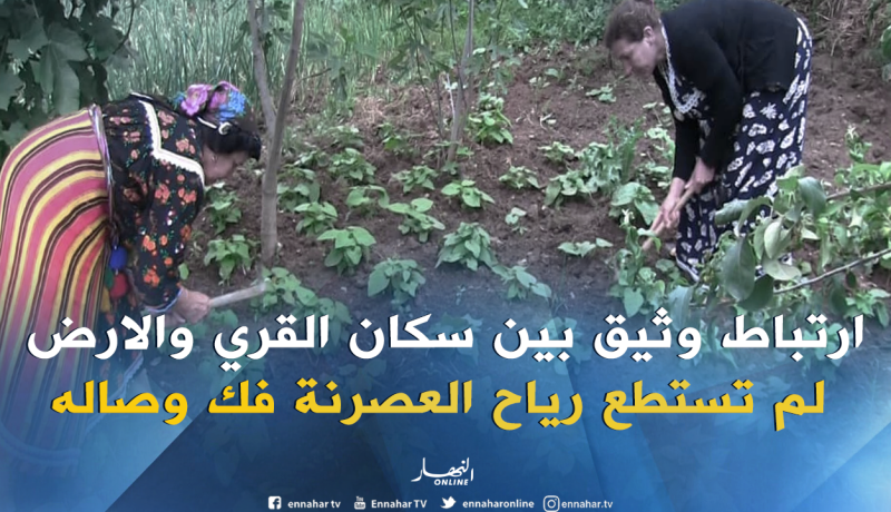 بالصور…المرأة القبائلية فضلت خدمة أراضيها على النزوح نحو المدن الكبرى