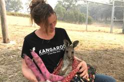 حيوانات تستنجد بالبشر في حرائق استراليا