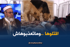 يجوز قتل الكلاب الضالة.. ولكن برحمة