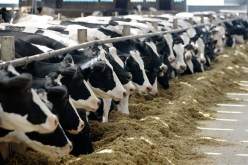 وزارة الفلاحة.. تحديد قطعان الأبقار إبتداءً من 1 أكتوبر