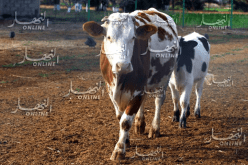 عليوي: “ماجدوى إستيراد أبقار الحليب ثم ذبحها بعد نصف عام من جلبها”