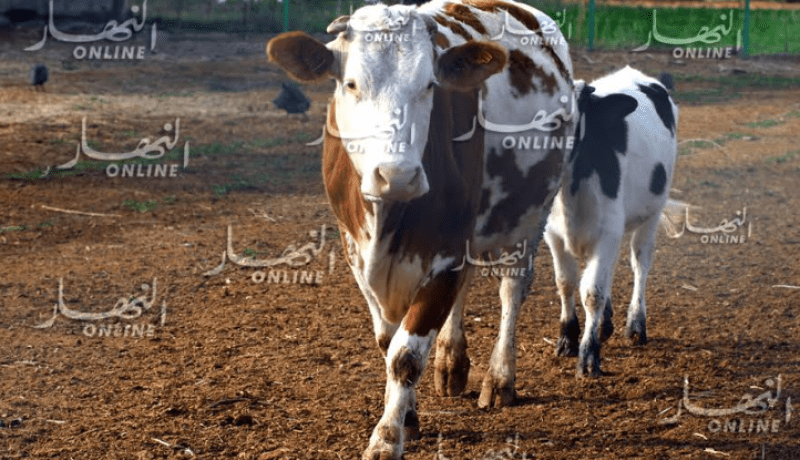 عليوي: “ماجدوى إستيراد أبقار الحليب ثم ذبحها بعد نصف عام من جلبها”