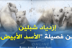 لأول مرّة في الجزائر.. ولادة الشبلين “ليا” و”لينا” في حديقة بن عكنون