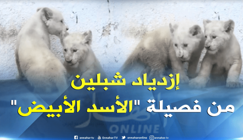 لأول مرّة في الجزائر.. ولادة الشبلين “ليا” و”لينا” في حديقة بن عكنون